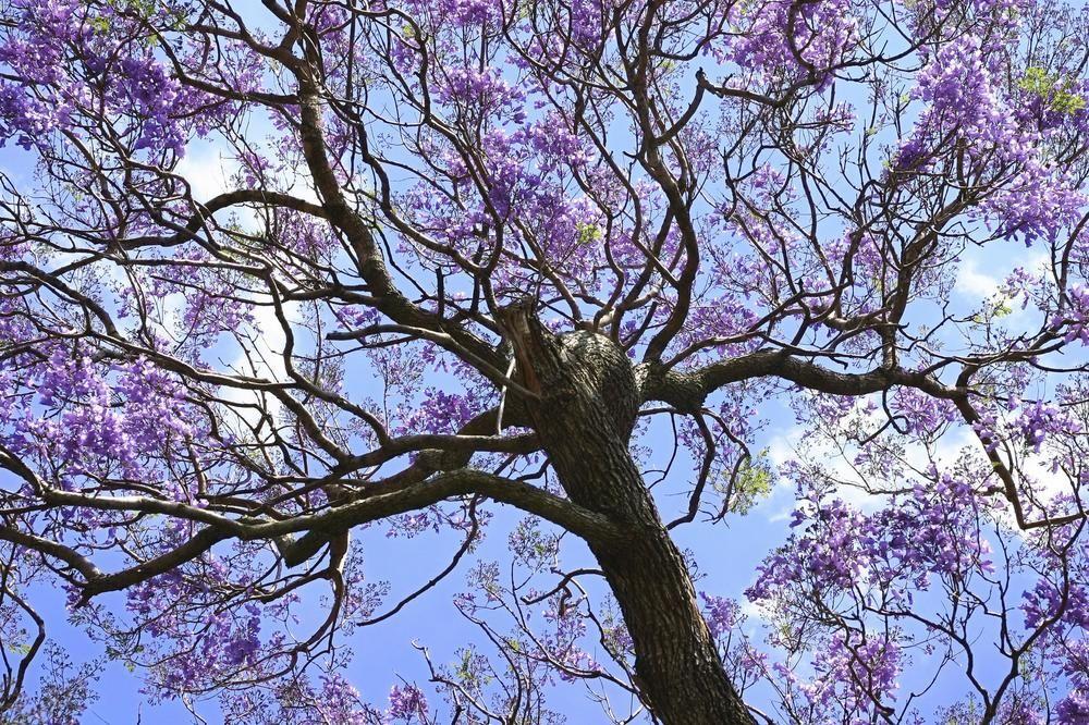 Sheraton Pretoria Hotel Extérieur photo Jacaranda tree